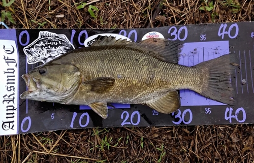 スモールマウスバスの釣果