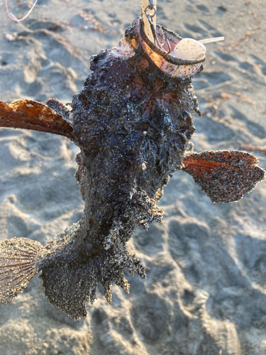 オニオコゼの釣果