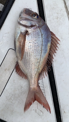 マダイの釣果