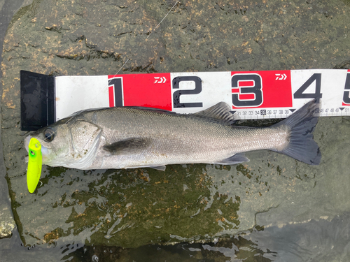 シーバスの釣果