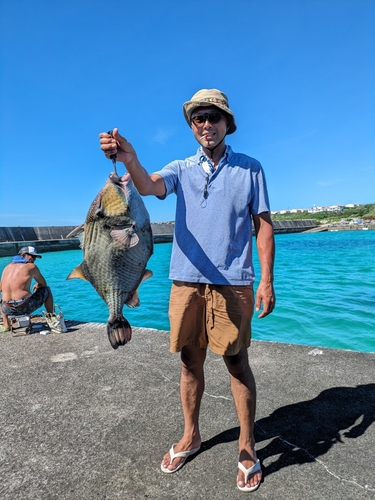 ゴマモンガラの釣果