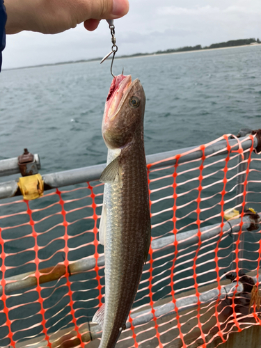 エソの釣果