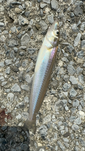 キスの釣果