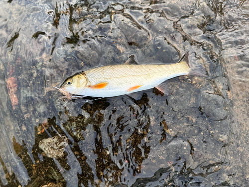 ウグイの釣果