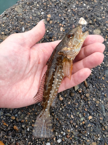 アナハゼの釣果