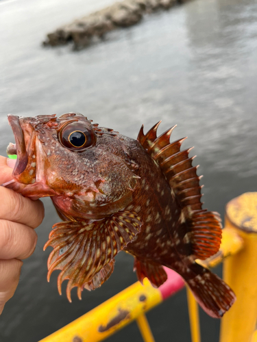 釣果