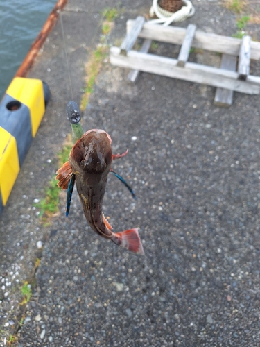 ホウボウの釣果