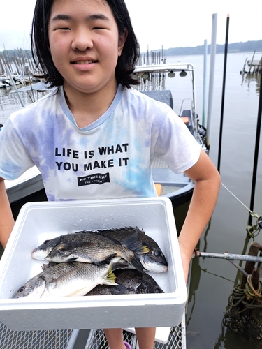 クロダイの釣果