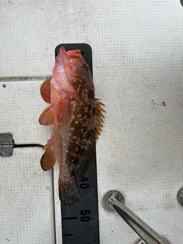 アコウの釣果