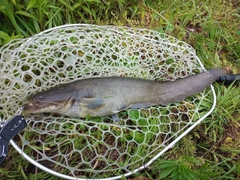 ナマズの釣果