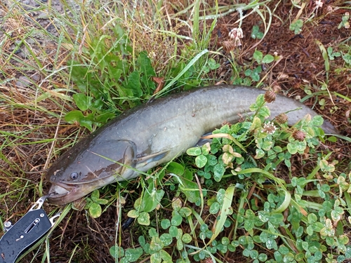 ナマズの釣果