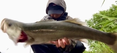 スズキの釣果
