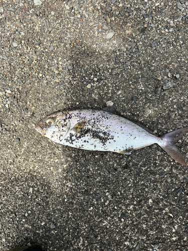 ショゴの釣果