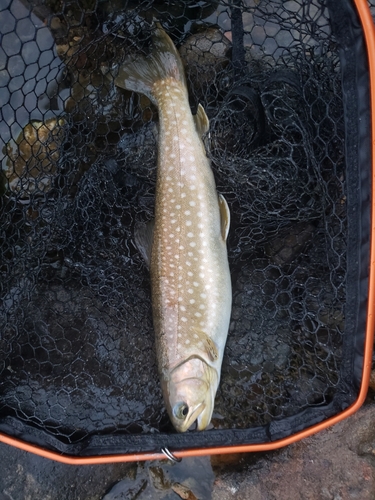 アメマスの釣果