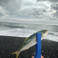 ショゴの釣果