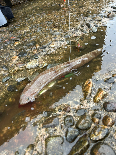 エソの釣果