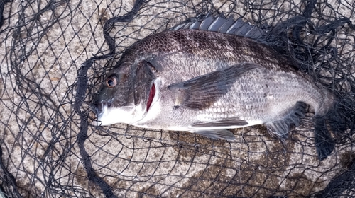 チヌの釣果