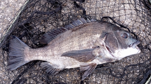 チヌの釣果