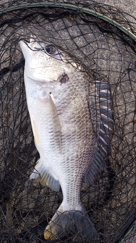 キビレの釣果