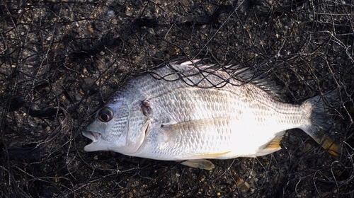 キビレの釣果