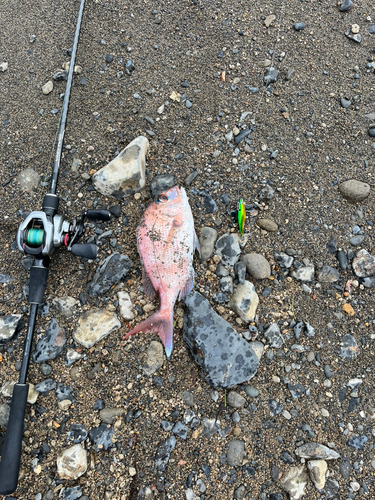 鹿児島湾北部