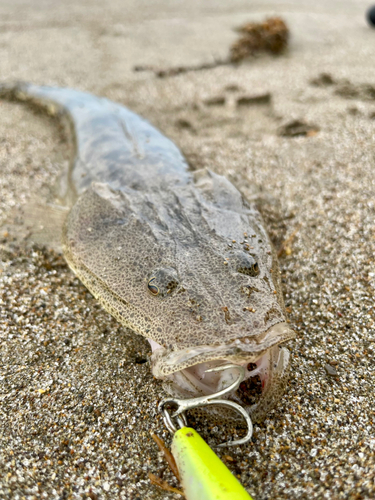 マゴチの釣果