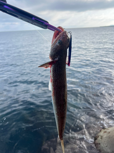 エソの釣果