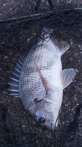 キビレの釣果