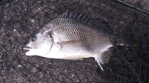 キビレの釣果