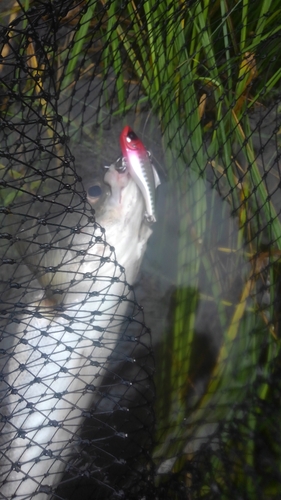 フッコ（マルスズキ）の釣果