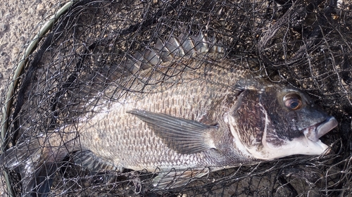 チヌの釣果