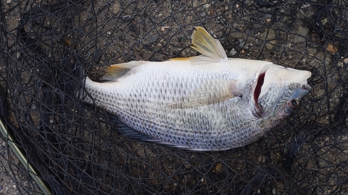 キビレの釣果