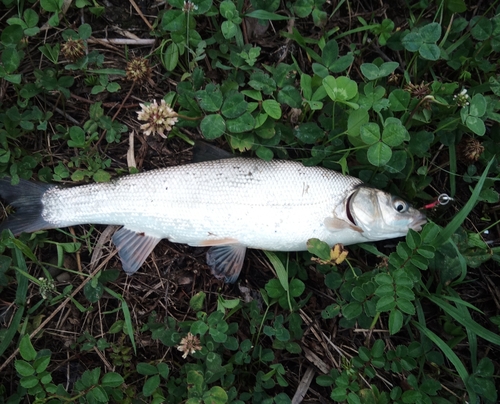 ウグイの釣果