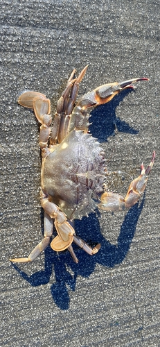 カニの釣果