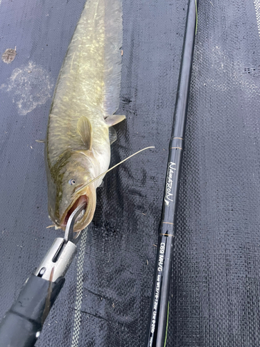 アメリカナマズの釣果