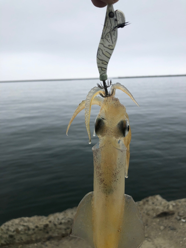 マメイカの釣果