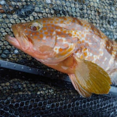 キジハタの釣果