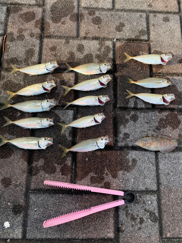 アジの釣果