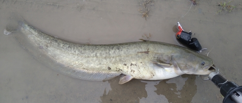 ニホンナマズの釣果