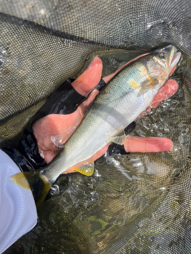 アユの釣果