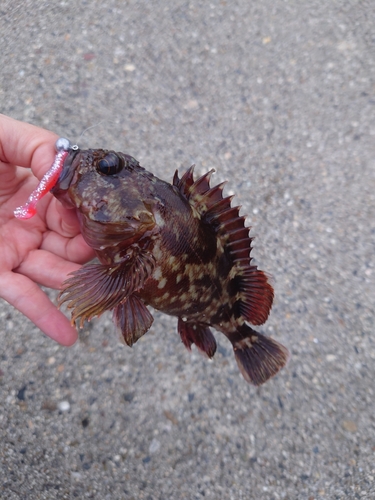 カサゴの釣果