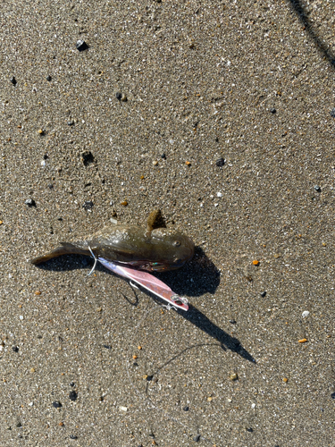 チチブの釣果