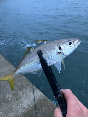 マアジの釣果