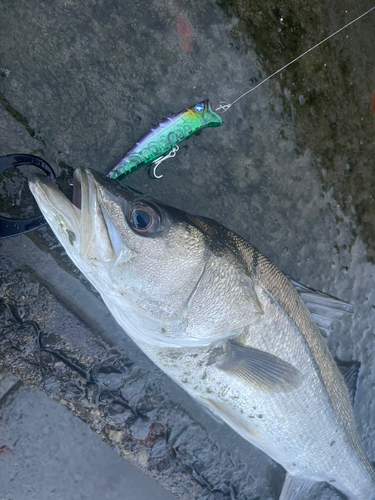 セイゴ（マルスズキ）の釣果