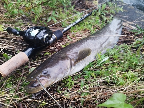 ナマズの釣果