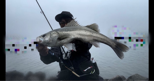 スズキの釣果