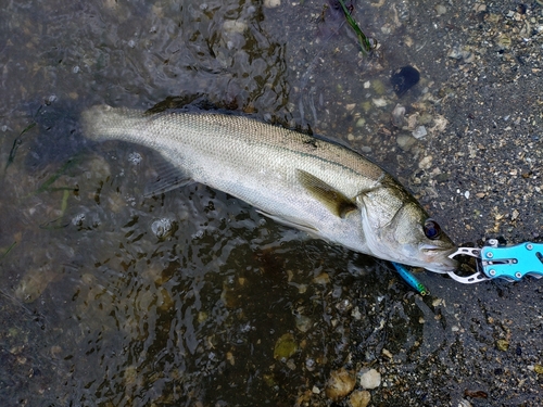 フッコ（マルスズキ）の釣果