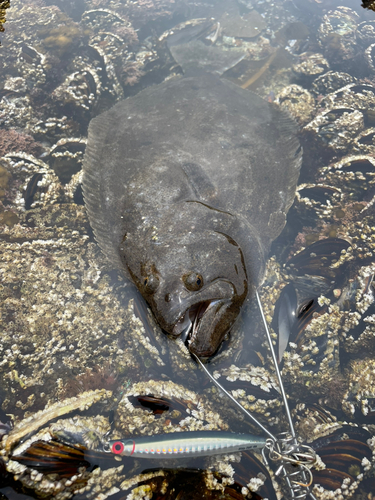 ヒラメの釣果