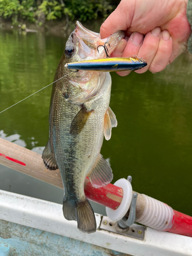 ラージマウスバスの釣果