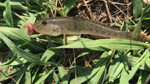 マハゼの釣果